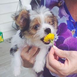 SNICKERS - Parti male Yorkshire Terrier puppy in Talladega, Alabama from Scott And Tammy's Lil Yorkies
