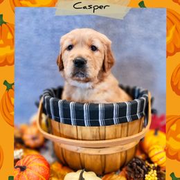 Casper - Dark golden male Golden Retriever puppy in Shelton, Washington from Kennedy Goldens
