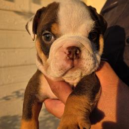 Mortis - Chocolate tri-color male Bulldog puppy in Perris, California from Ohana_626_kennels