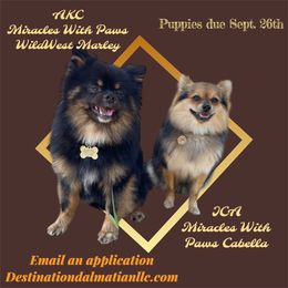 Pomeranian puppies from Destination Dalmatian