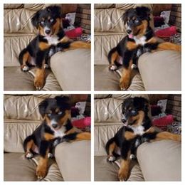 Australian Shepherd All Grown Up from Ritland Aussies