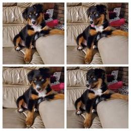 Australian Shepherd All Grown Up from Ritland Aussies