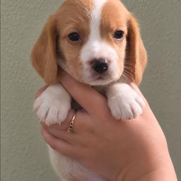 Starburst - Lemon female Beagle puppy in Lake City, Florida from Sunkissed Beagles