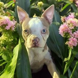 Sugar - Boston Terrier