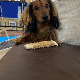 Dachshund Puppies from Aster Creek Kennel