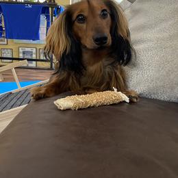 Dachshund Puppies from Aster Creek Kennel