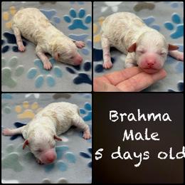 Brahma - Parti male Poodle puppy in Wheatland, California from Sapphire Ridge Poodles