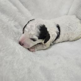 Mossy - Phantom male Poodle puppy in Puyallup, Washington from Pure Parti Poodles
