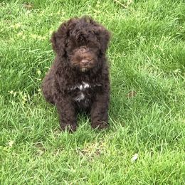 Akita and Portuguese Water Dog Puppies from Cades Akitas