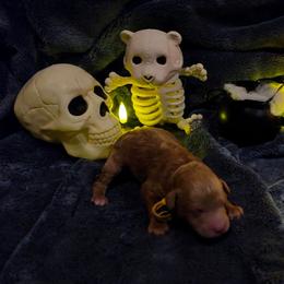 Donner - Red  male Goldendoodle puppy in Layton, Utah from Lauralyn's Goldendoodles