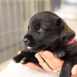 Dutch Shepherd Puppies from Gray Line Working Dogs