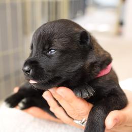 Dutch Shepherd Puppies from Gray Line Working Dogs