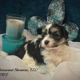 Havanese Puppies from Homeward Havanese, LLC