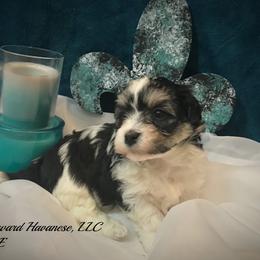 Havanese Puppies from Homeward Havanese, LLC