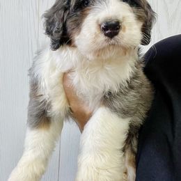 Milo - Merle male Bernedoodle puppy in Winfield, Alabama from Rose Lane Doodles