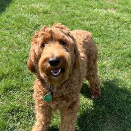 Grace - Australian Labradoodle