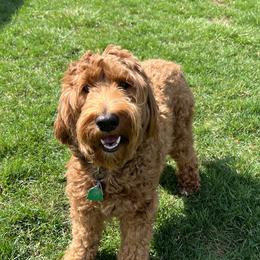 Grace - Australian Labradoodle