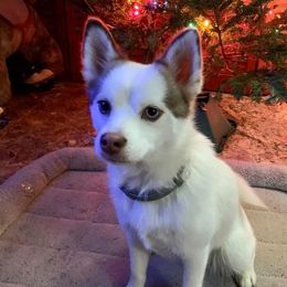 Luna - Pomsky