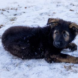 German Shepherd Puppies from Journey's German Shepherds (Kennel Vom Himmel)