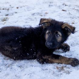 German Shepherd Puppies from Journey's German Shepherds (Kennel Vom Himmel)