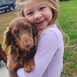 Hazel - Dachshund