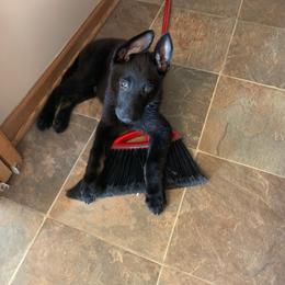 German Shepherd Puppies from Morris German Shepherds