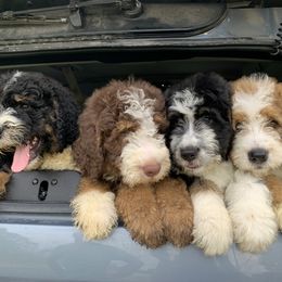 Bernedoodle Puppies from Joy's Dood Ranch