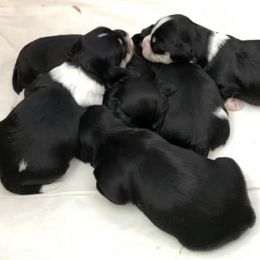 Havanese Puppies from Hoodview Havanese