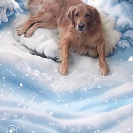 Duke - Golden Retriever