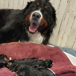 Bernedoodles and Goldendoodles from Sukisdoodles