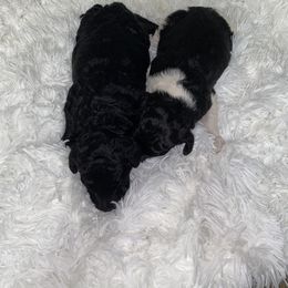 Poodle Puppies from Purple Heart Canines