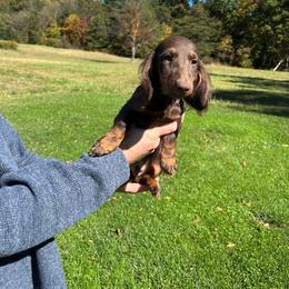 AKC Charlie Brown - Chocolate and tan male Dachshund puppy in Milroy, Pennsylvania from Not Your Average Weiner