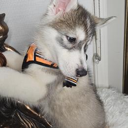 Siberian Husky Puppies from Springfield Huskies