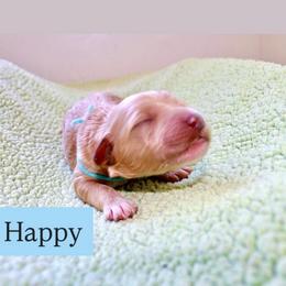 Happy - Red  male Goldendoodle puppy in Stockton, California from Port City Doodles