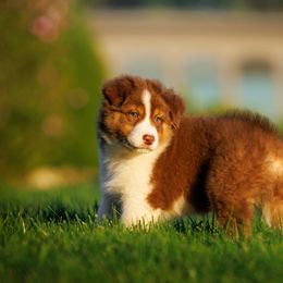 Australian Shepherd Puppies from Silverchip Aussies
