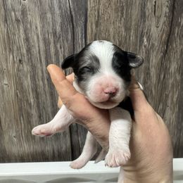 Pluto - Merle male Goldendoodle puppy in Etna, California from SRS Goldendoodles