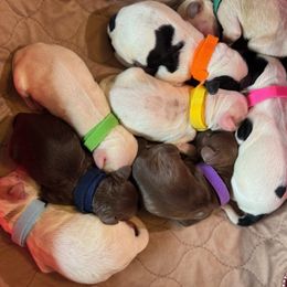 Purple Collar Girl - Chocolate female Australian Labradoodle puppy in Hagerstown, Maryland from Westfields Labradoodles