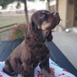 Ava - Cocker Spaniel