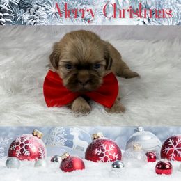 Lincoln - Liver male Shih Tzu puppy in Columbia, Kentucky from Lisa Bandy Shih Tzu