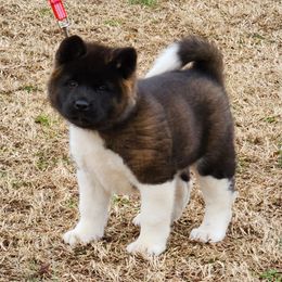 Akita Puppies from Magnolia Akitas