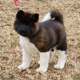 Akita Puppies from Magnolia Akitas