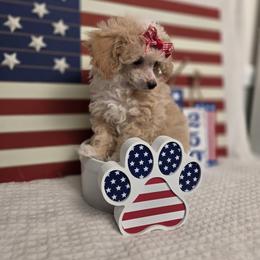 Poodle Puppies from Yates Family Farm