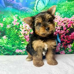 2000 Jasper - Black and tan male Yorkshire Terrier puppy in Douglas, Georgia from South Georgia Yorkies and Biewers