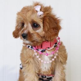 Sage - Red female Cavapoo puppy in Springtown, Texas from North Texas Puppies