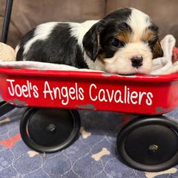 Manny - Tri-color male Cavalier King Charles Spaniel puppy in Poyen, Arkansas from Joels Angels Cavaliers