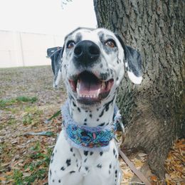 Anni - Dalmatian