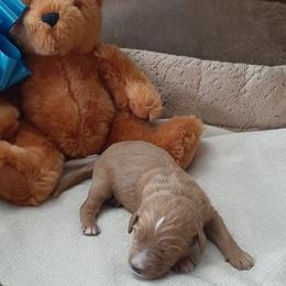 Sable - Sable male Bernedoodle puppy in Coventry, Rhode Island from Greene Tree Bernadoodle