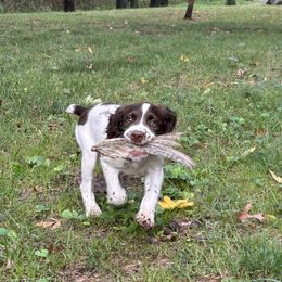 English Springer Spaniel Puppies from Coteau Springers