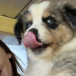 Yellow - Blue merle Australian Shepherd puppy in Guthrie, Oklahoma from Robertson’s Aussies