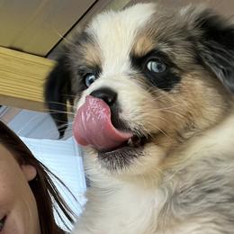 Yellow - Blue merle Australian Shepherd puppy in Guthrie, Oklahoma from Robertson’s Aussies
